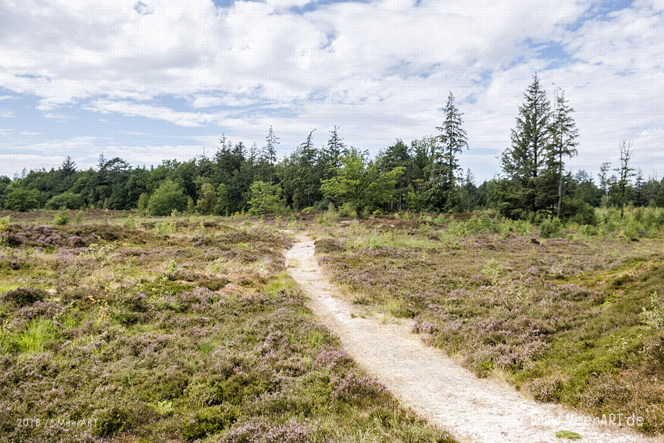 Das idyllische Naturschutzgebiet Langenhorner Heide in Nordfriesland // Foto: MeerART / Ralph Kerpa