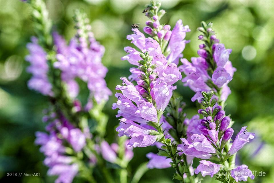 Impressionen aus dem heimischen Garten // Foto: MeerART / Ralph Kerpa