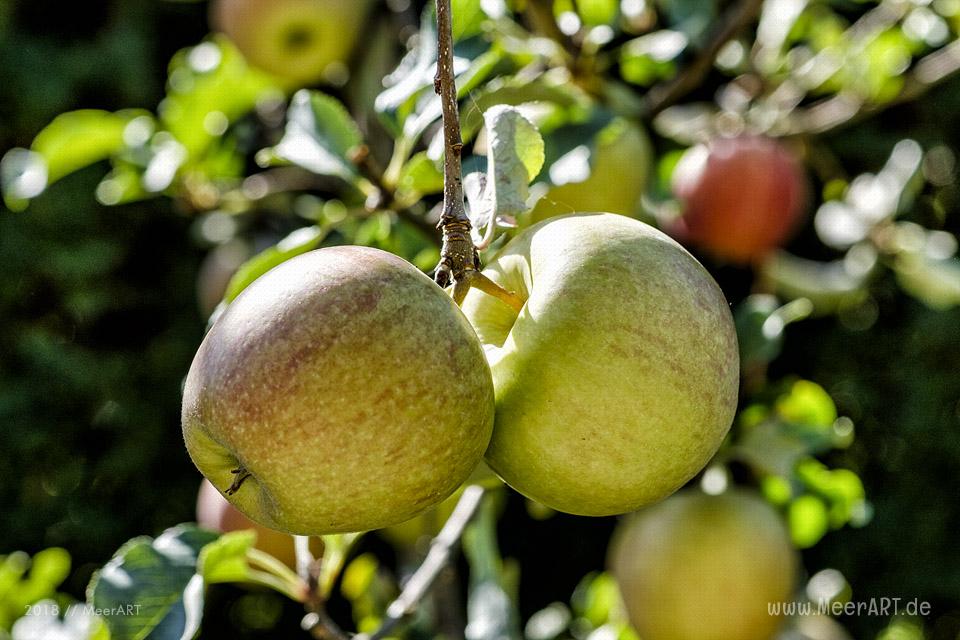 Impressionen aus dem heimischen Garten // Foto: MeerART / Ralph Kerpa
