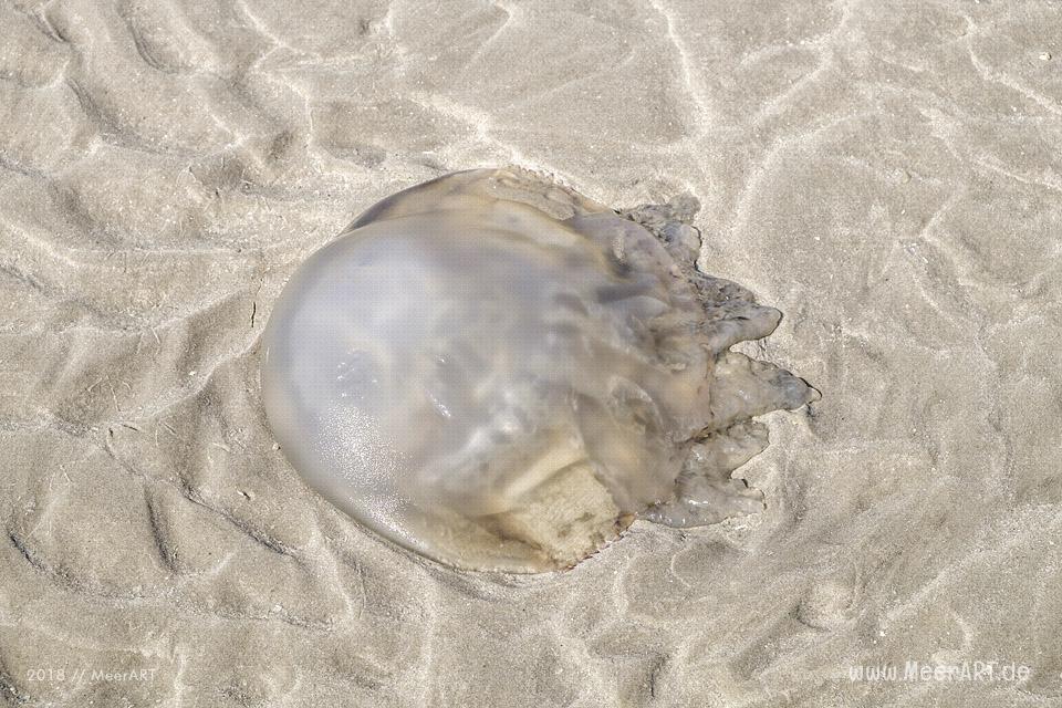 Eine Qualle am Strand auf Rømø // Foto: MeerART / Ralph Kerpa