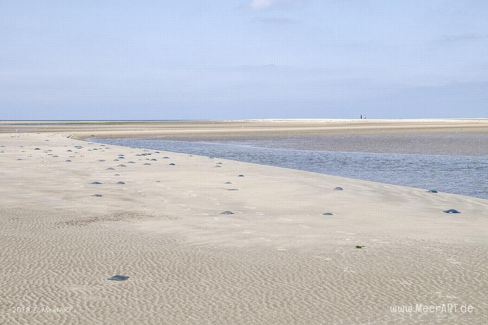 Angespülte Quallen am Strand auf Rømø // Foto: MeerART / Ralph Kerpa