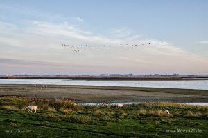 Ein Morgen am Hauke-Haien-Koog bei Ockholm in Nordfriesland // Foto: MeerART / Ralph Kerpa