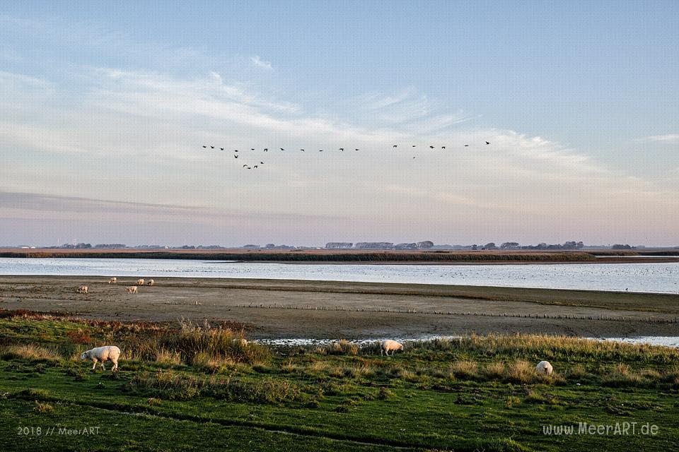 Ein Morgen am Hauke-Haien-Koog bei Ockholm in Nordfriesland // Foto: MeerART / Ralph Kerpa