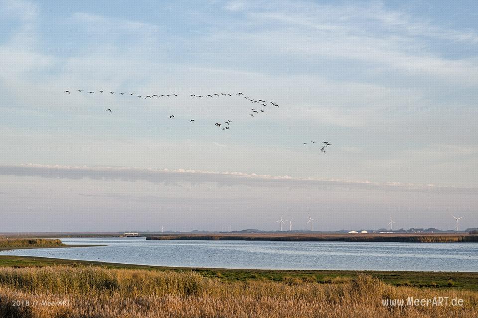 Ein Morgen am Hauke-Haien-Koog bei Ockholm in Nordfriesland // Foto: MeerART / Ralph Kerpa
