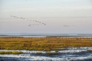 Ein Morgen am Hauke-Haien-Koog bei Ockholm in Nordfriesland // Foto: MeerART / Ralph Kerpa