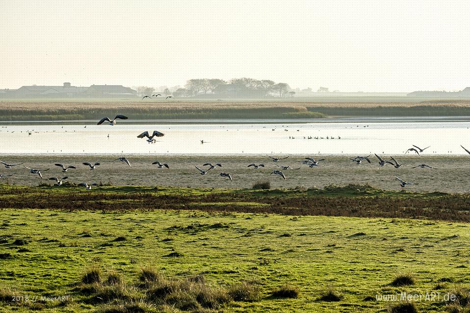 Ein Morgen am Hauke-Haien-Koog bei Ockholm in Nordfriesland // Foto: MeerART / Ralph Kerpa