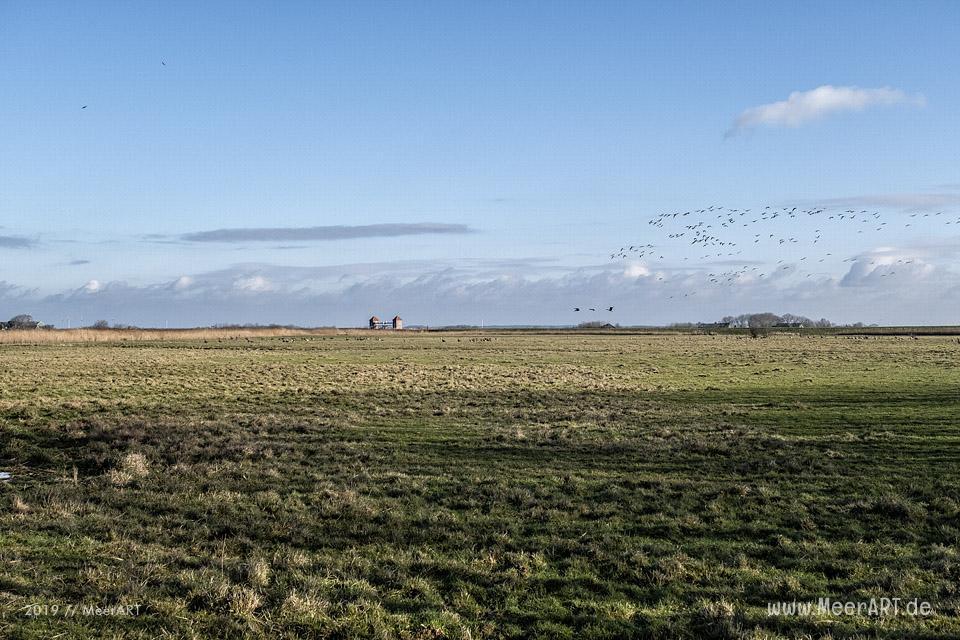 Es riecht nach Frühling in Nordfriesland // Foto: MeerART