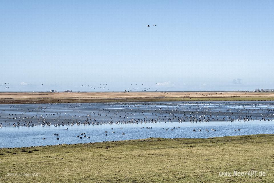 Es riecht nach Frühling in Nordfriesland // Foto: MeerART / Ralph Kerpa