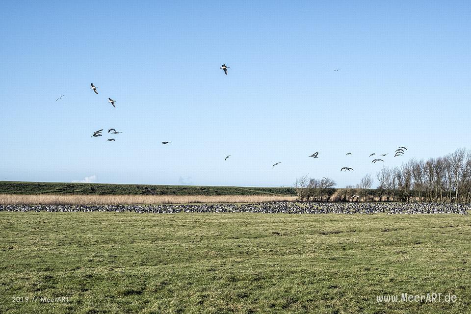 Es riecht nach Frühling in Nordfriesland // Foto: MeerART / Ralph Kerpa