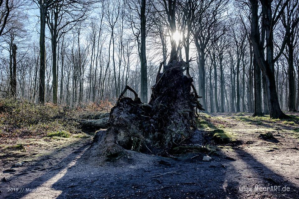 Unterwegs auf dem Fördestieg entlang der Flensburger Förde bei Glücksburg // Foto: MeerART / Ralph Kerpa