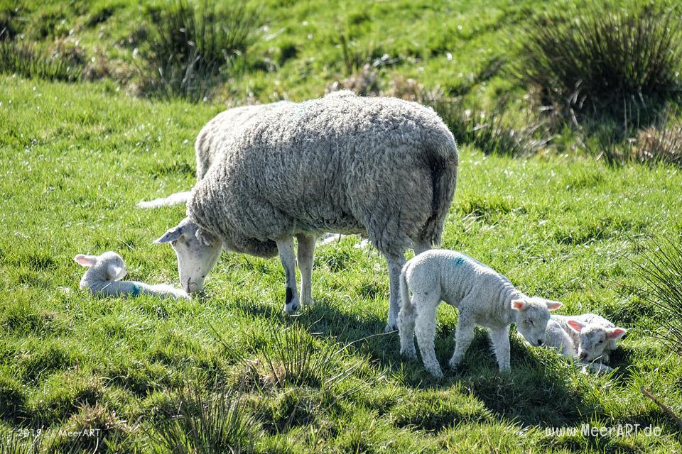 Die ersten Lämmer erkunden ihr Revier in Nordfriesland an der Westküste // Foto: MeerART