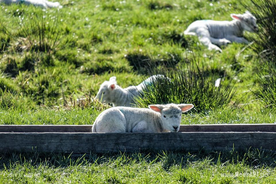 Die ersten Lämmer erkunden ihr Revier in Nordfriesland an der Westküste // Foto: MeerART
