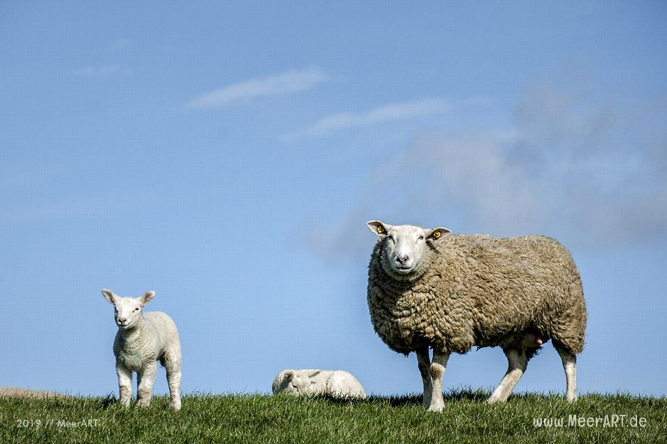 Die ersten Lämmer erkunden ihr Revier in Nordfriesland an der Westküste // Foto: MeerART