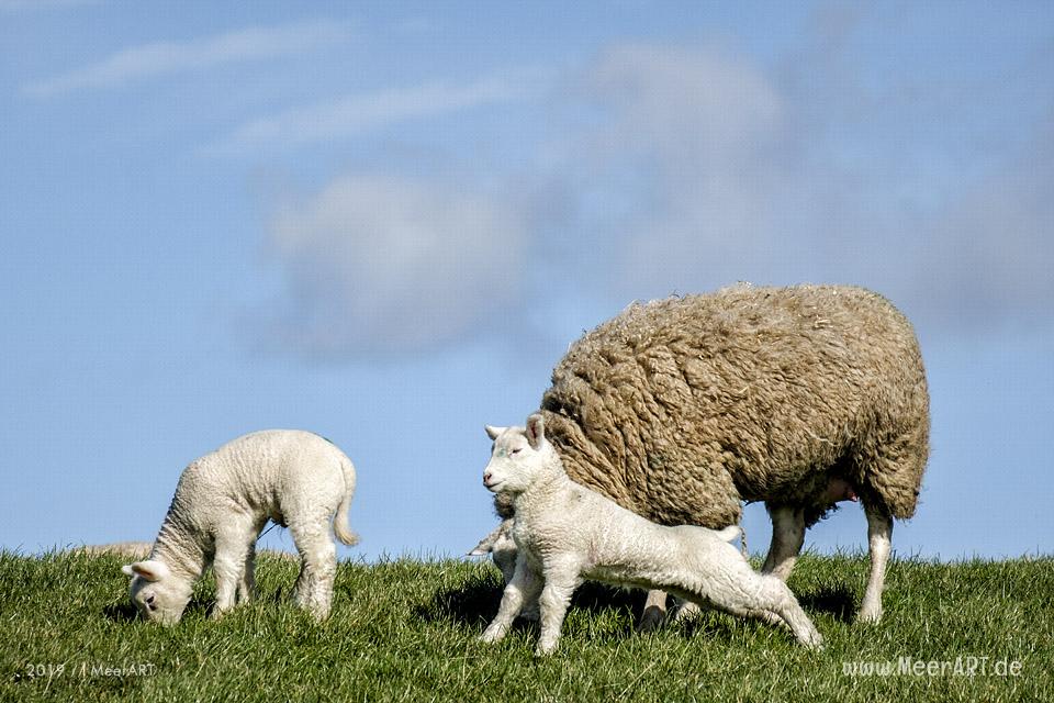 Die ersten Lämmer erkunden ihr Revier in Nordfriesland an der Westküste // Foto: MeerART