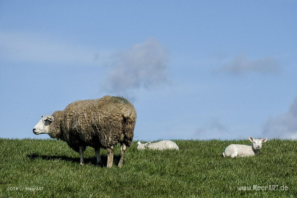 Die ersten Lämmer erkunden ihr Revier in Nordfriesland an der Westküste // Foto: MeerART