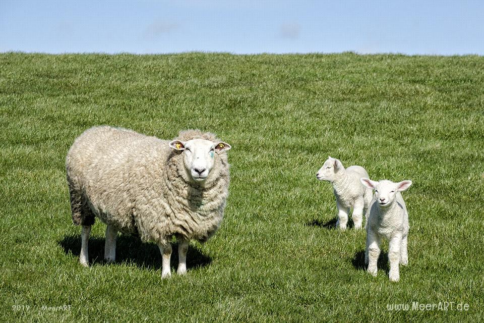 Die ersten Lämmer erkunden ihr Revier in Nordfriesland an der Westküste // Foto: MeerART