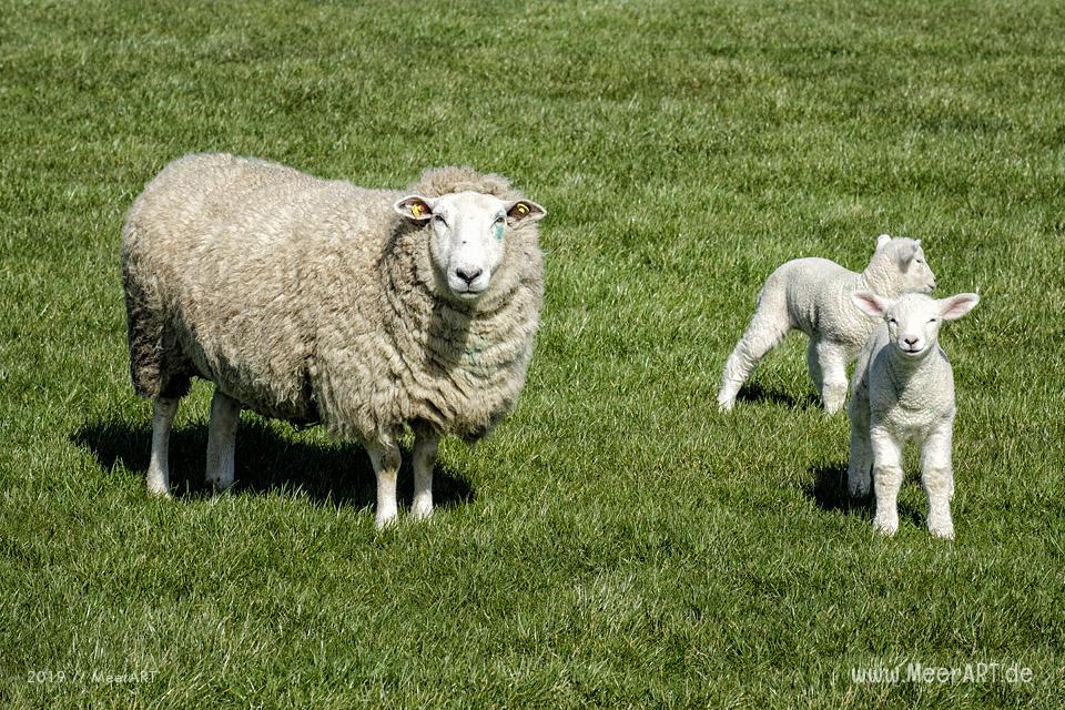 Die ersten Lämmer erkunden ihr Revier in Nordfriesland an der Westküste // Foto: MeerART