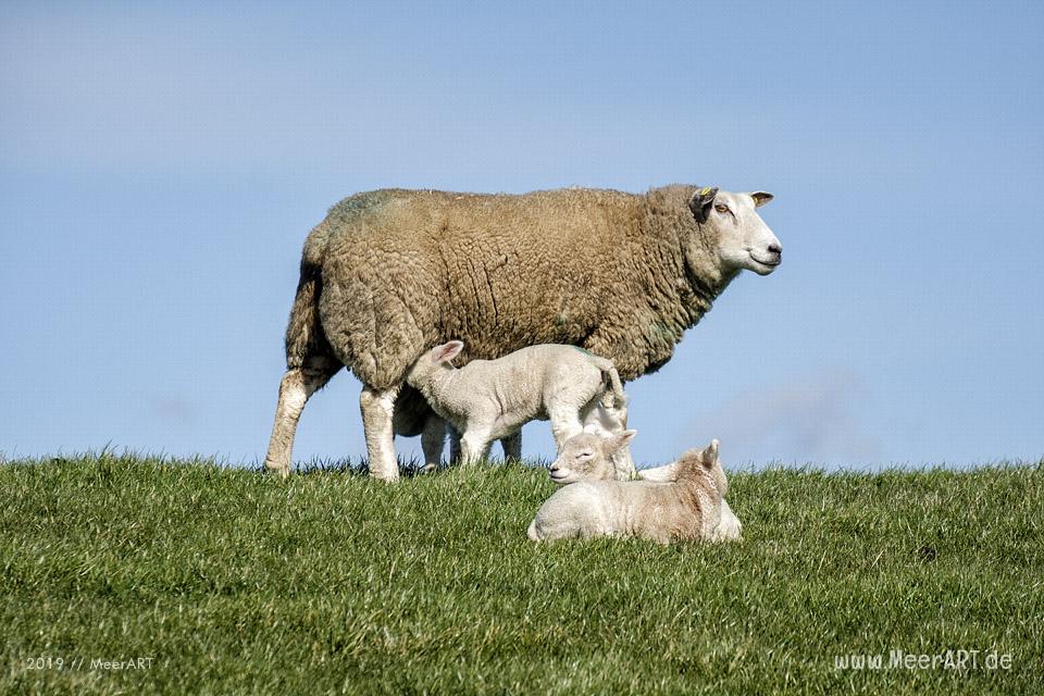 Die ersten Lämmer erkunden ihr Revier in Nordfriesland an der Westküste // Foto: MeerART