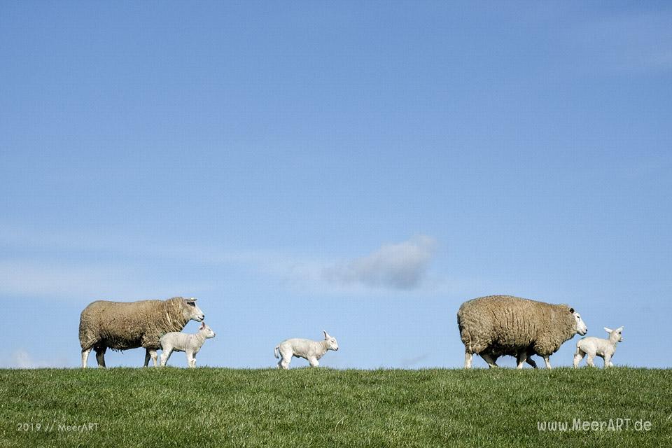 Die ersten Lämmer erkunden ihr Revier in Nordfriesland an der Westküste // Foto: MeerARTDie ersten Lämmer erkunden ihr Revier in Nordfriesland an der Westküste // Foto: MeerART