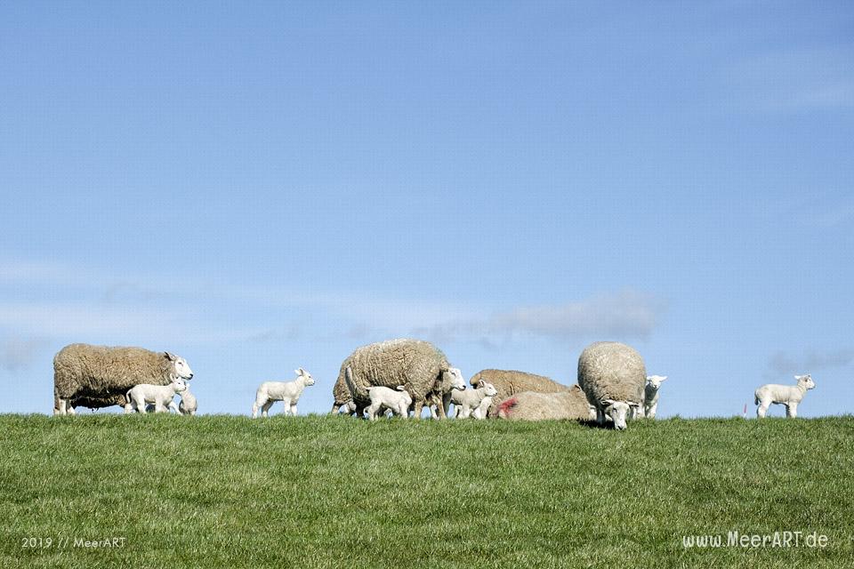Die ersten Lämmer erkunden ihr Revier in Nordfriesland an der Westküste // Foto: MeerART