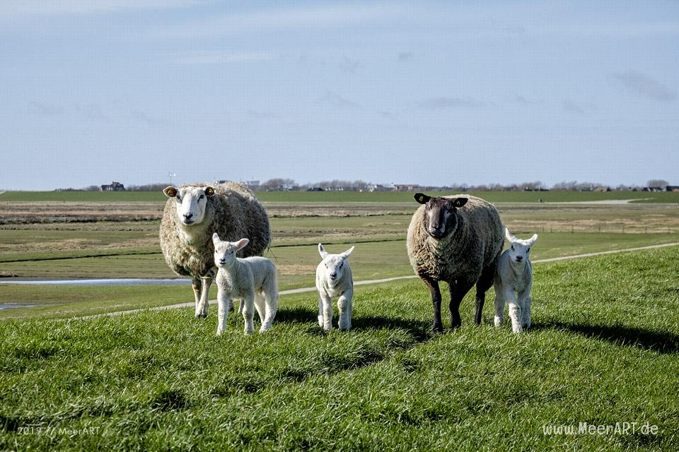 Die ersten Lämmer erkunden ihr Revier in Nordfriesland an der Westküste // Foto: MeerART