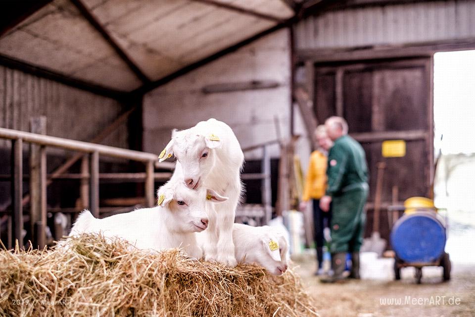 Jahnkes Ziegennkäse: Leckere Ziegenmilchspezialitäten direkt vom Bauernhof aus Angeln // Foto: MeerART / Ralph Kerpa