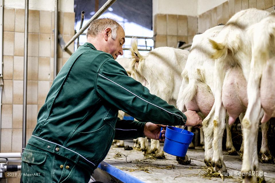 Jahnkes Ziegennkäse: Leckere Ziegenmilchspezialitäten direkt vom Bauernhof aus Angeln // Foto: MeerART / Ralph Kerpa