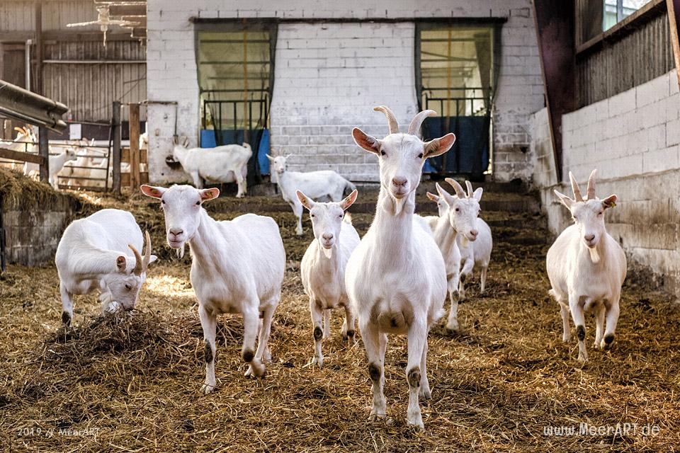 Jahnkes Ziegennkäse: Leckere Ziegenmilchspezialitäten direkt vom Bauernhof aus Angeln // Foto: MeerART / Ralph Kerpa