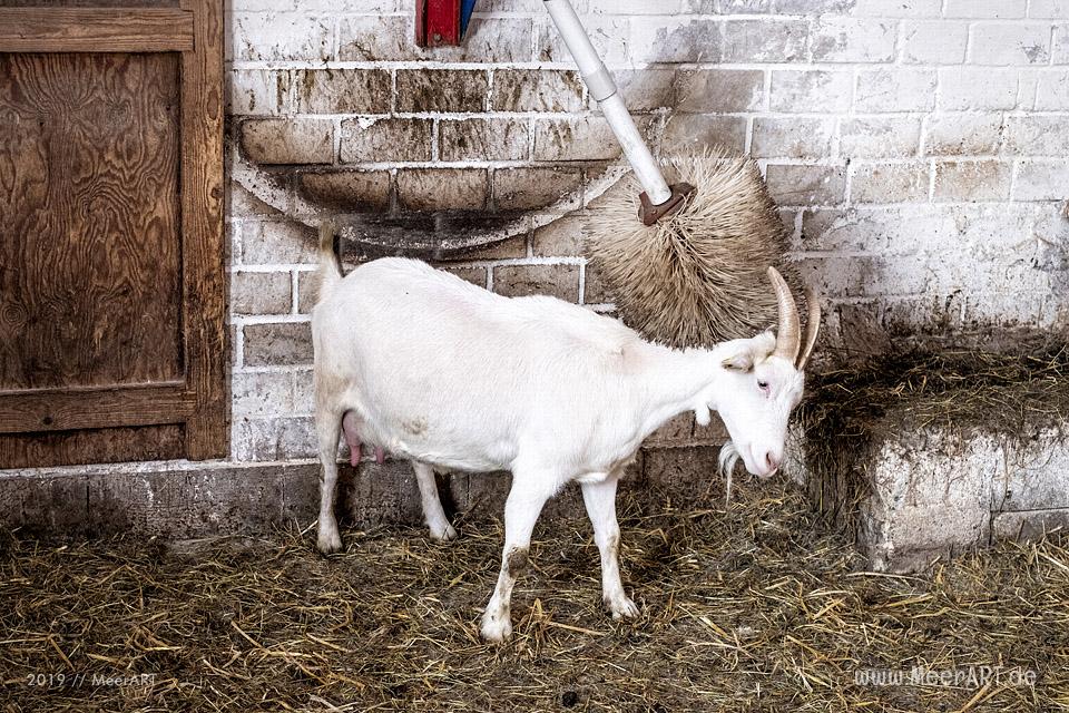 Jahnkes Ziegennkäse: Leckere Ziegenmilchspezialitäten direkt vom Bauernhof aus Angeln // Foto: MeerART / Ralph Kerpa