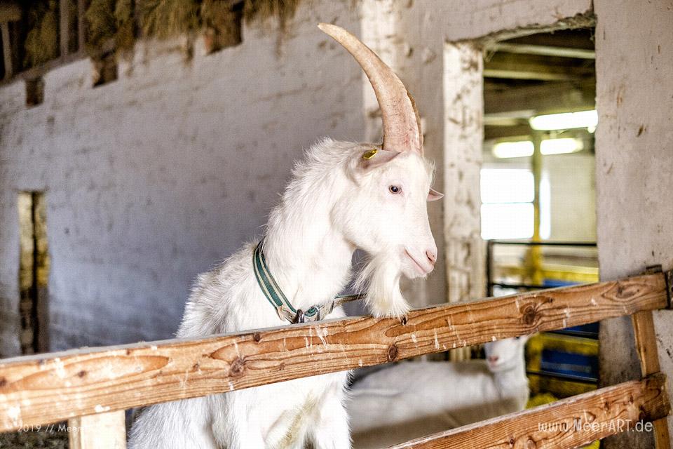 Jahnkes Ziegennkäse: Leckere Ziegenmilchspezialitäten direkt vom Bauernhof aus Angeln // Foto: MeerART / Ralph Kerpa