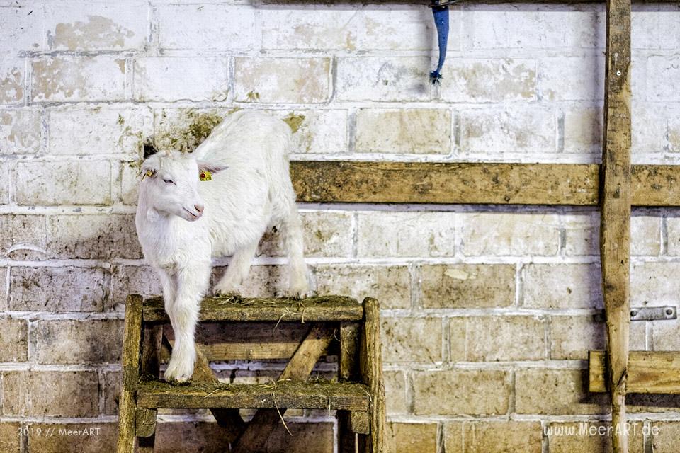 Jahnkes Ziegennkäse: Leckere Ziegenmilchspezialitäten direkt vom Bauernhof aus Angeln // Foto: MeerART / Ralph Kerpa