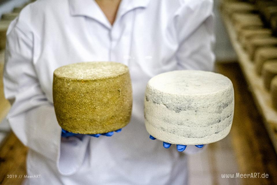 Jahnkes Ziegennkäse: Leckere Ziegenmilchspezialitäten direkt vom Bauernhof aus Angeln // Foto: MeerART / Ralph Kerpa