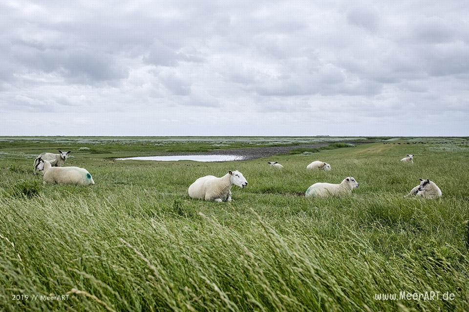 Meerzeit und Durchatmen an der Küste bei Dagebüll // Foto: Ralph Kerpa