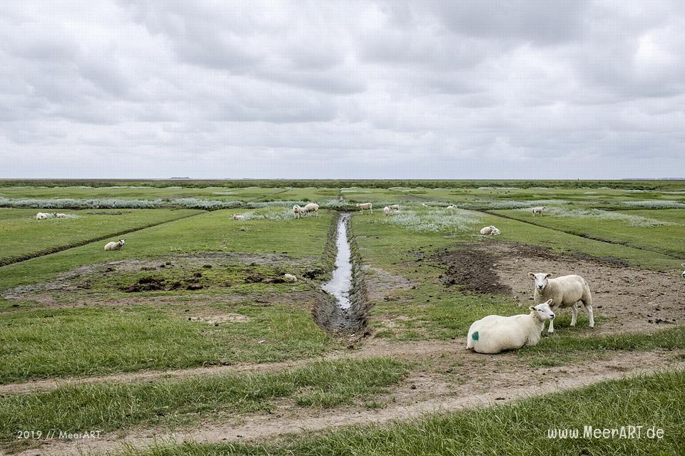 Meerzeit und Durchatmen an der Küste bei Dagebüll // Foto: Ralph Kerpa
