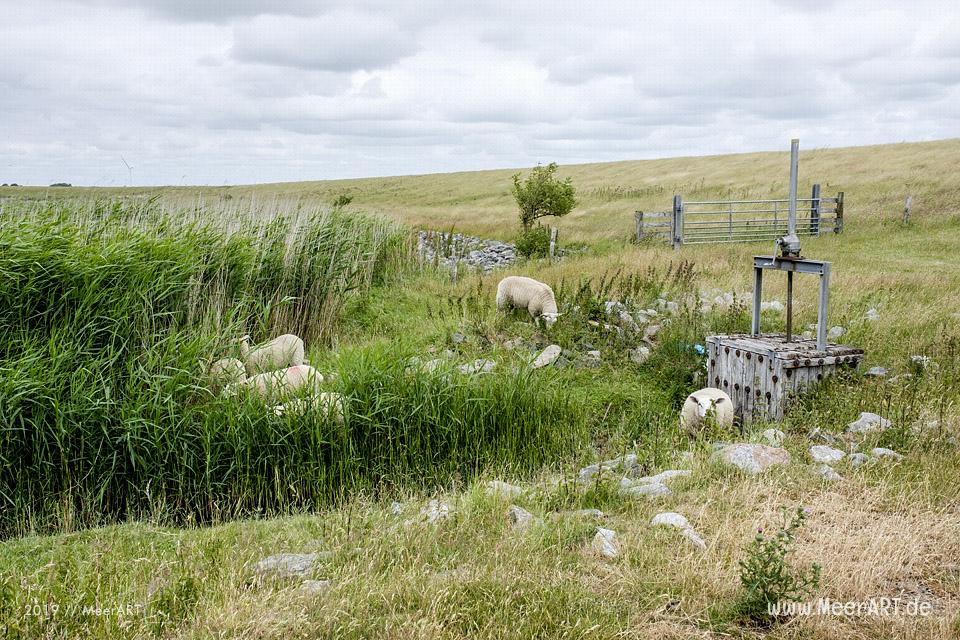 Meerzeit und Durchatmen an der Küste bei Dagebüll // Foto: Ralph Kerpa