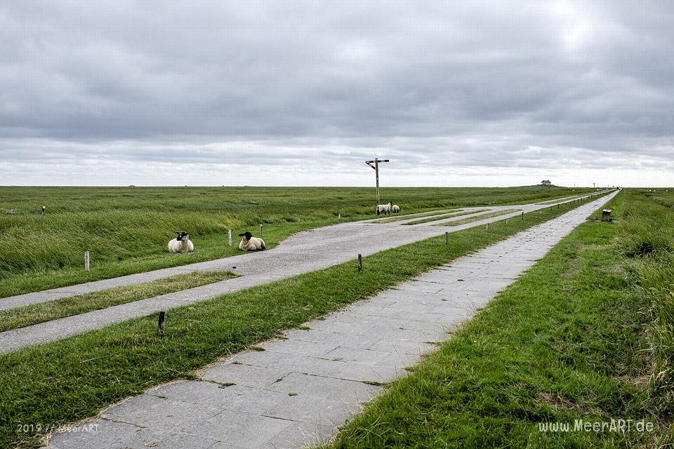 Sonntagsspaziergang auf der Hamburger Hallig // Foto: Ralph Kerpa