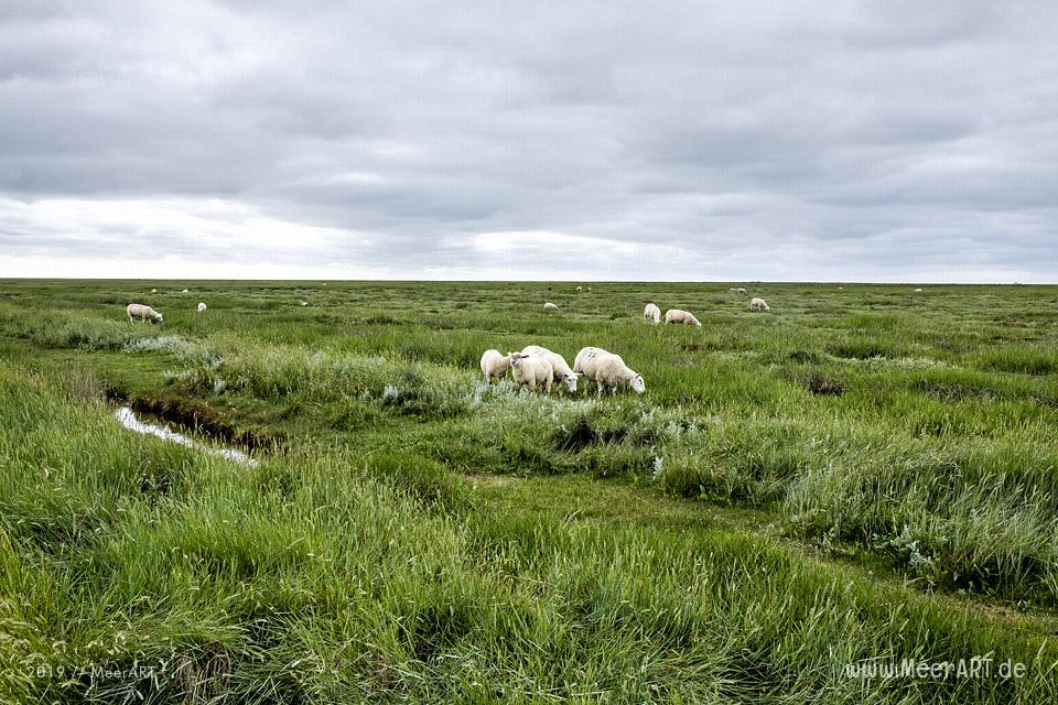Sonntagsspaziergang auf der Hamburger Hallig // Foto: Ralph Kerpa