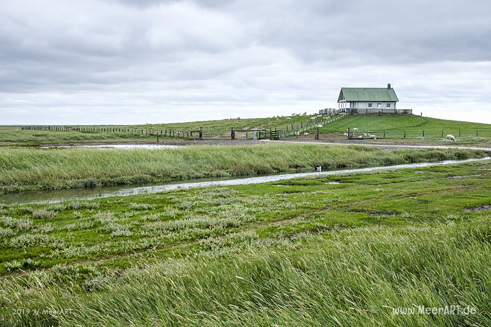 Sonntagsspaziergang auf der Hamburger Hallig // Foto: Ralph Kerpa