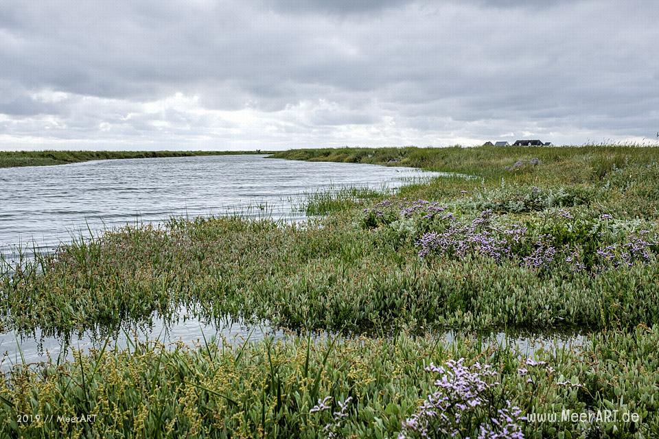 Sonntagsspaziergang auf der Hamburger Hallig // Foto: Ralph Kerpa