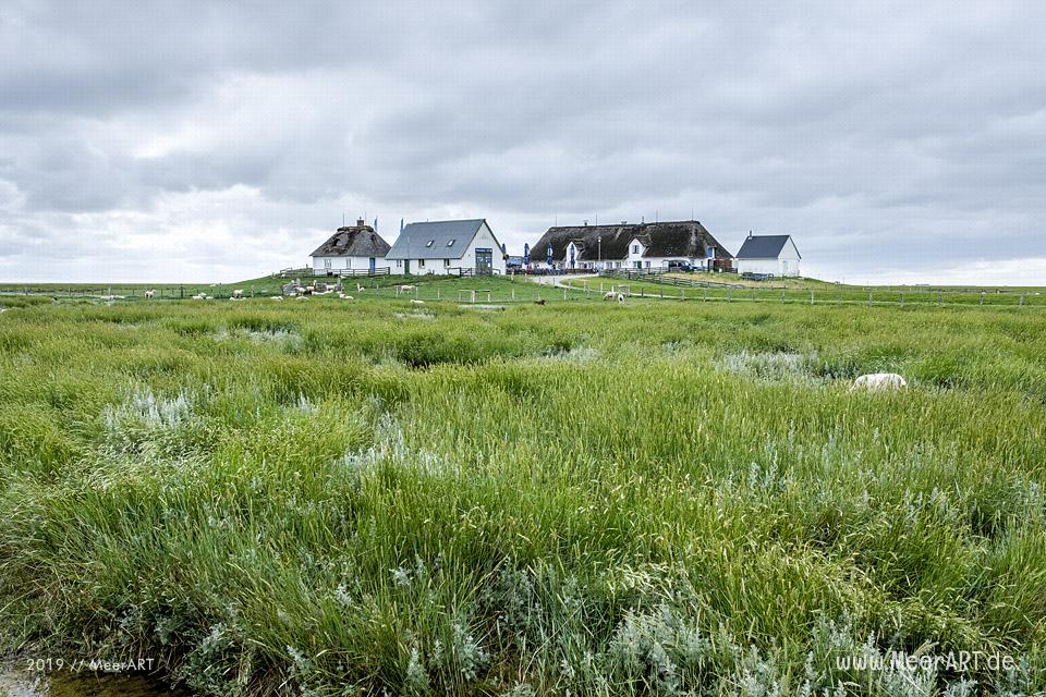 Sonntagsspaziergang auf der Hamburger Hallig // Foto: Ralph Kerpa
