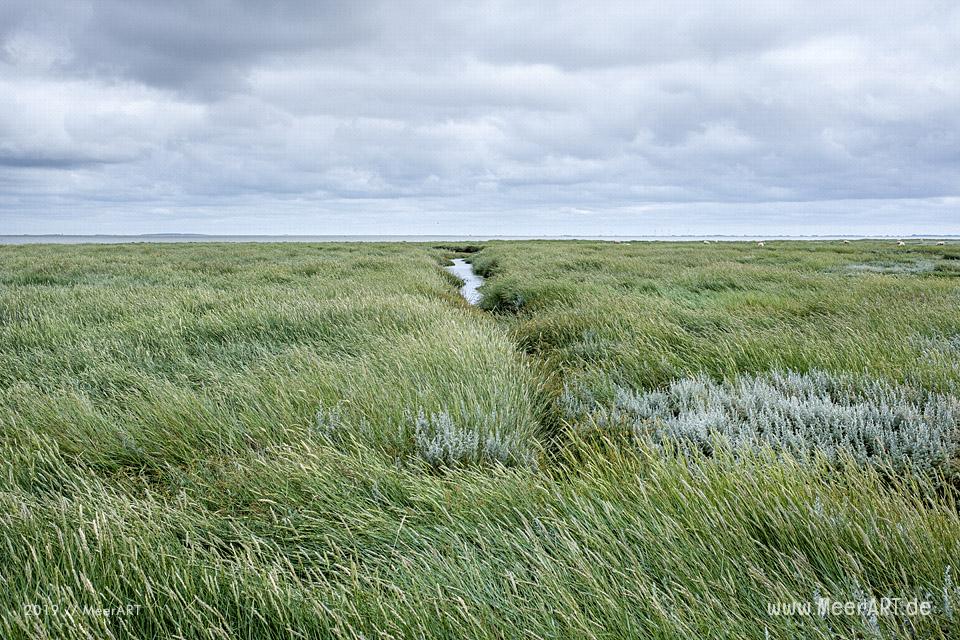 Sonntagsspaziergang auf der Hamburger Hallig // Foto: Ralph Kerpa