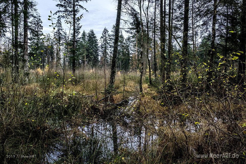 Die Süderlügumer Binnendüne und ein Märchenwald // Foto: MeerART / Ralph Kerpa