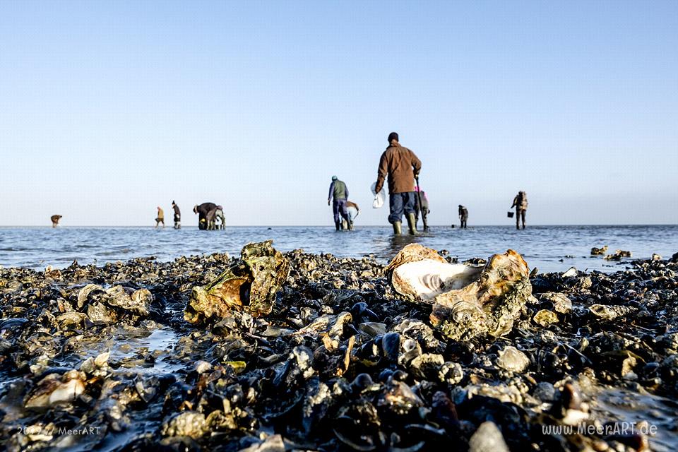 Zum Ausklang des Jahres noch einmal nach Rømø, mit Austernsafari und 4 Gänge Menü // Foto: MeerART / Ralph Kerpa