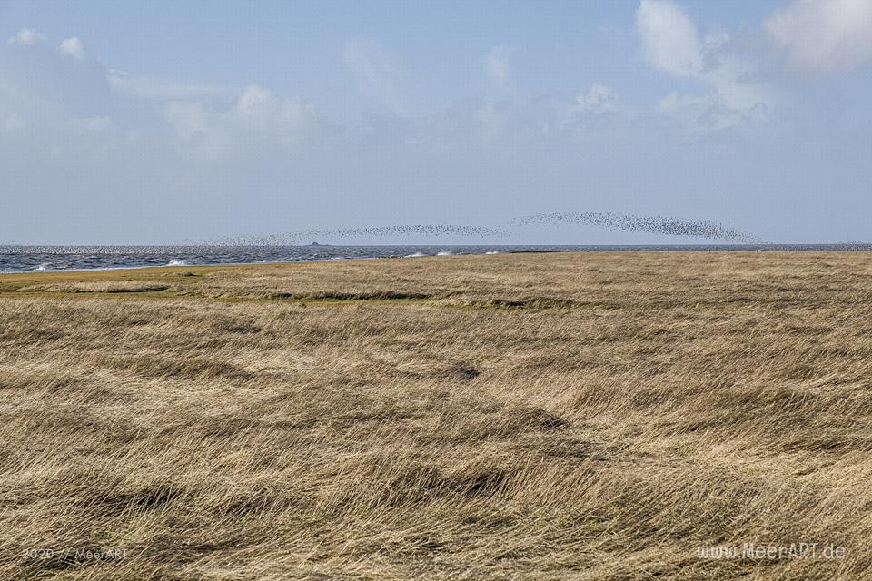 Ein fantastischer Wintertag auf der Hamburger Hallig // Foto: MeerART