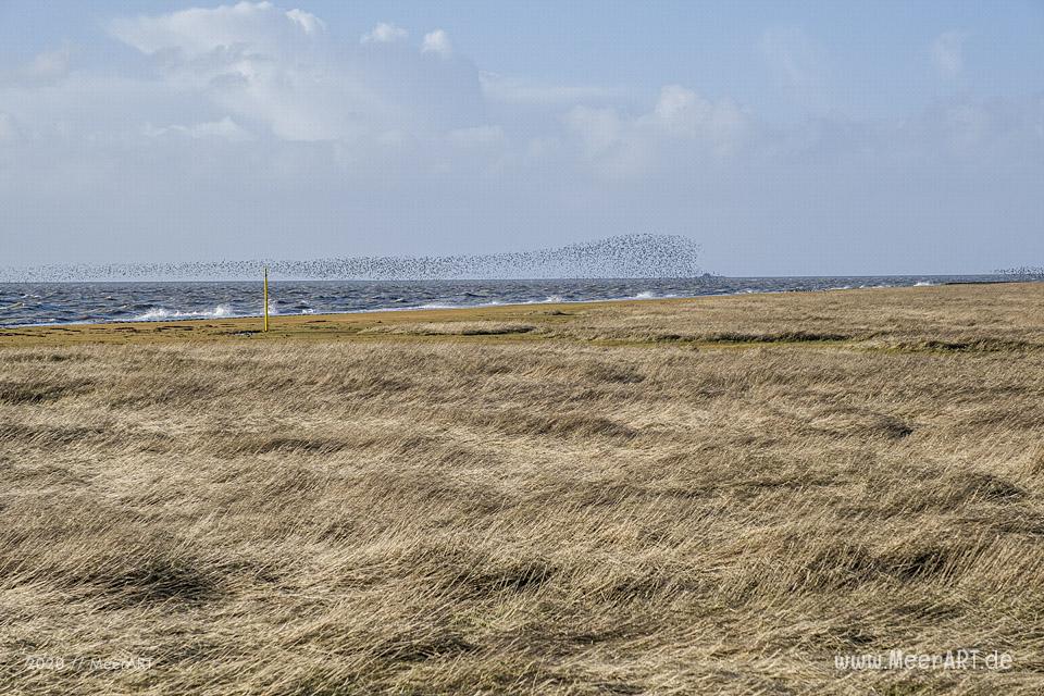 Ein fantastischer Wintertag auf der Hamburger Hallig // Foto: MeerART
