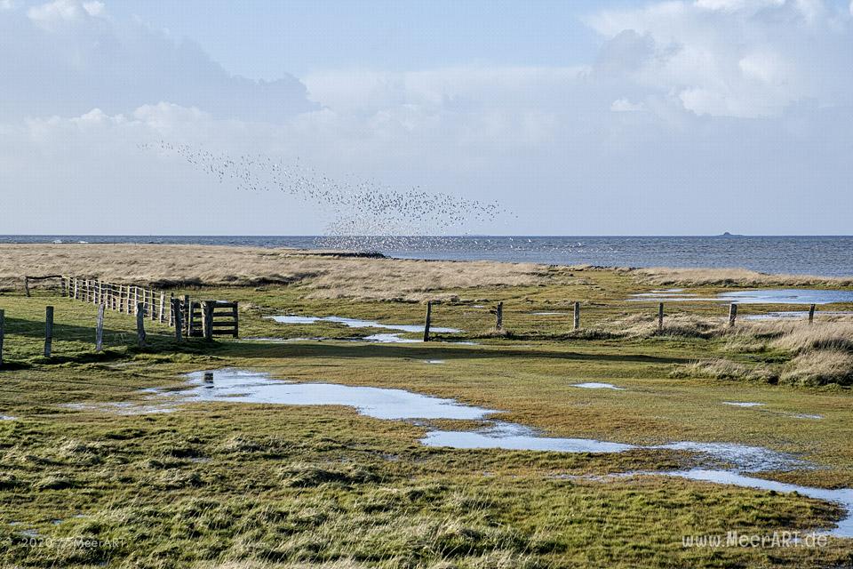 Ein fantastischer Wintertag auf der Hamburger Hallig // Foto: MeerART