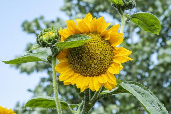 Der Nolde Garten in Seebüll ist ein wahrer Augenschmaus MeerART