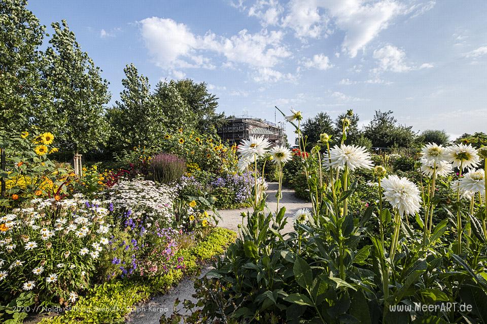 Nolde Museum - Impressionen aus dem Nolde-Garten im August 2020 // Foto: Nolde Stiftung Seebüll / Ralph Kerpa