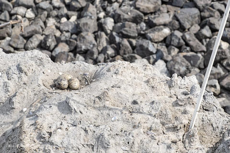 Deichverstärkung im Hauke-Haien-Koog zwischen Ockholm und Schlüttsiel // Foto: MeerART / Ralph Kerpa