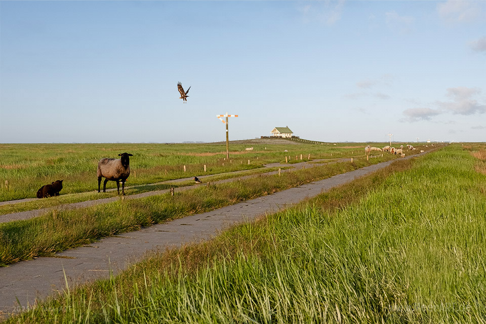 Walk and Talk zur Goldenen Stunde auf der Hamburger Hallig // Foto: MeerART / Ralph Kerpa